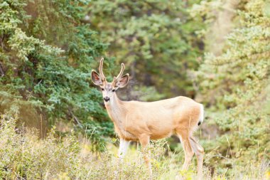 Genç katır geyiği ile kadife boynuz Tayga, buck.