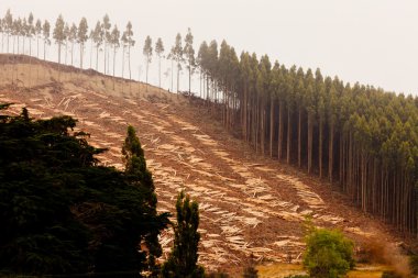 ahşap hasat için büyük clearcut okaliptüs ormanı