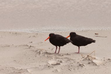 iki oystercatchers haematopus tek renkli plaj
