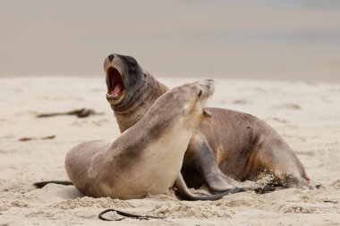 erkek ve kadın fahişeler sealions kaba Kur