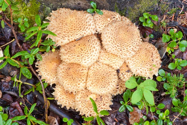 Кластер лохматых колпаков или чешуйчатых грибов Phliota — стоковое фото