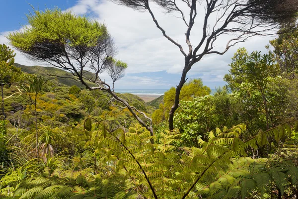 Przybrzeżnych nz ferntree lasów puszczy w pobliżu piha — Zdjęcie stockowe