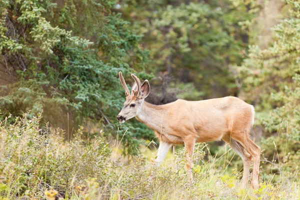 Unga mule deer buck med sammet horn i taiga — Stockfoto