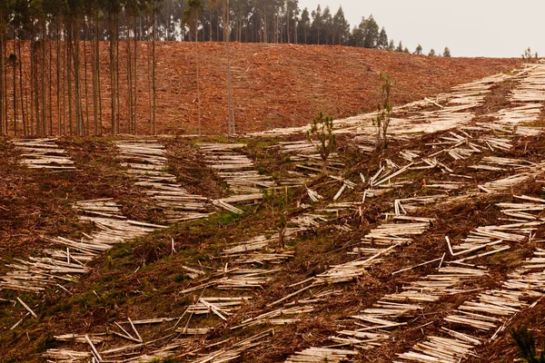 Ampla floresta de eucaliptos para a colheita de madeira — Fotografia de Stock