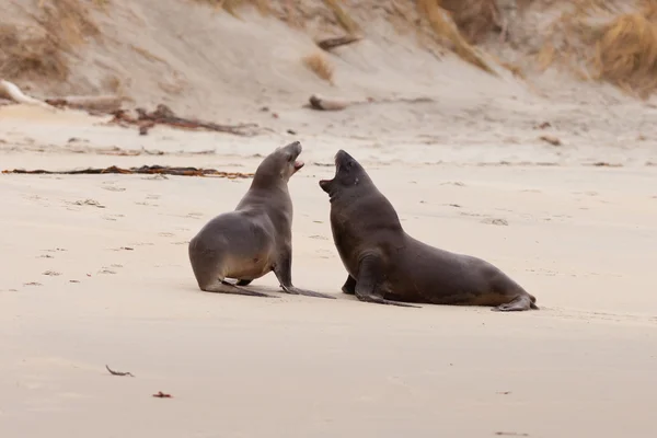 Rough courtship of male and female Hookers sealions — Stock Photo, Image