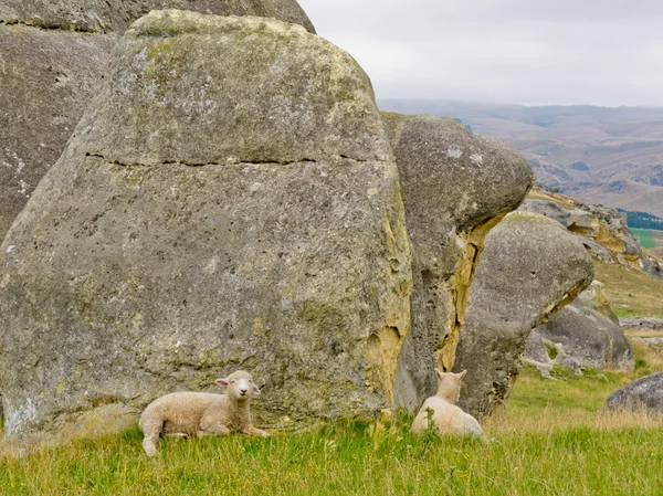 Ovejas en un pasto de montaña entre rocas de granito —  Fotos de Stock