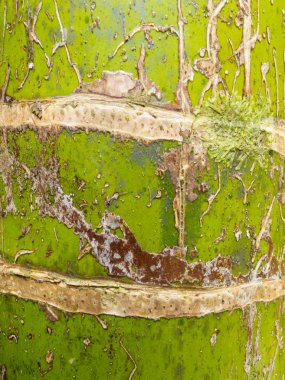 nikau palm rhopalostylis sapida ağaç gövde portre