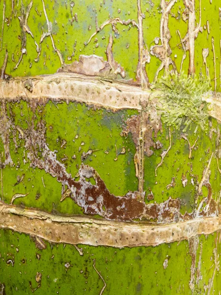 Nikau palm rhopalostylis sapida träd bålen närbild — Stockfoto