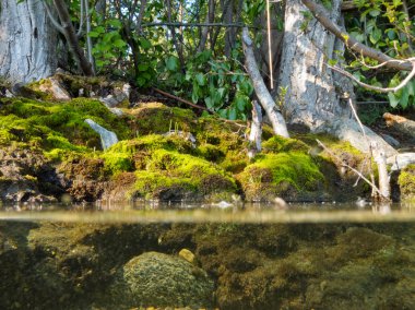 Riparian habitat ecosystem of forest lake shore clipart