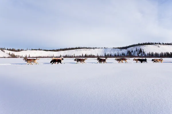 Equipe de cães trenó de huskies siberianos fora mushing — Fotografia de Stock