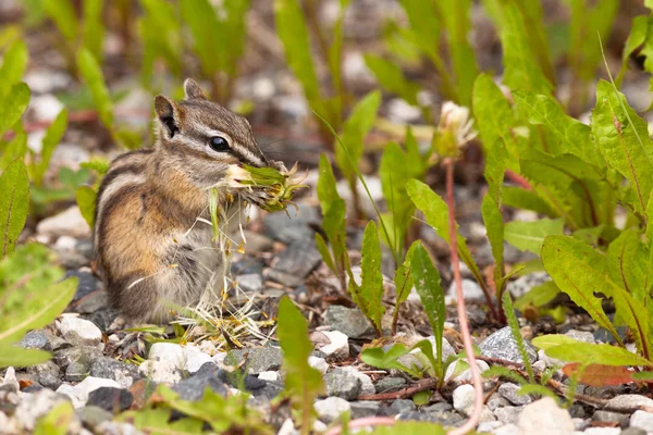 Petit tamias Tamias minimus se nourrissant de pissenlits — Photo