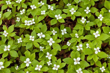 çiçek açan bunchberry cornus canadensis arka plan