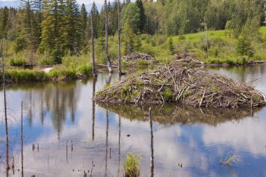 Castor canadensis beaver lodge Tayga sulak