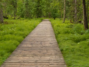 Boreal orman Tayga boardwalk Kuzey bc Kanada