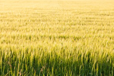 Olgun buğday bitkileri alanında sıcak akşam güneşi