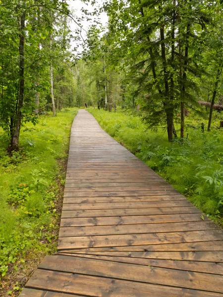 Boreal forest taiga boardwalk Northern BC Canada — Stock Photo, Image