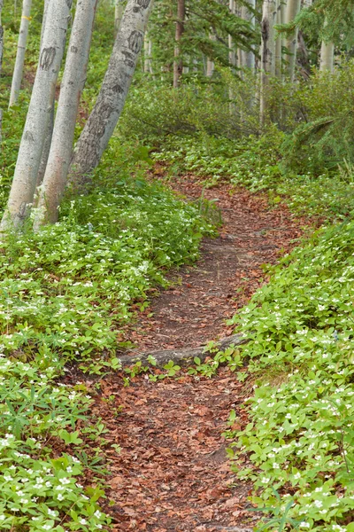 Taiga bospad bekleed met bunchberry bloemen — Stockfoto