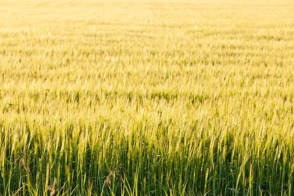 Plantas maduras de trigo en el campo bajo el cálido sol de la tarde — Foto de Stock