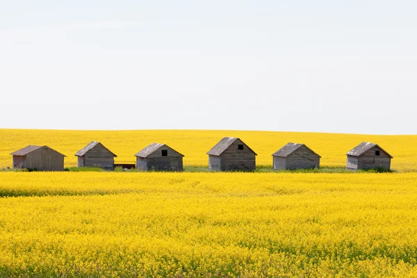 Сільськогосподарські хатини канола польовий сільськогосподарський ландшафт — стокове фото