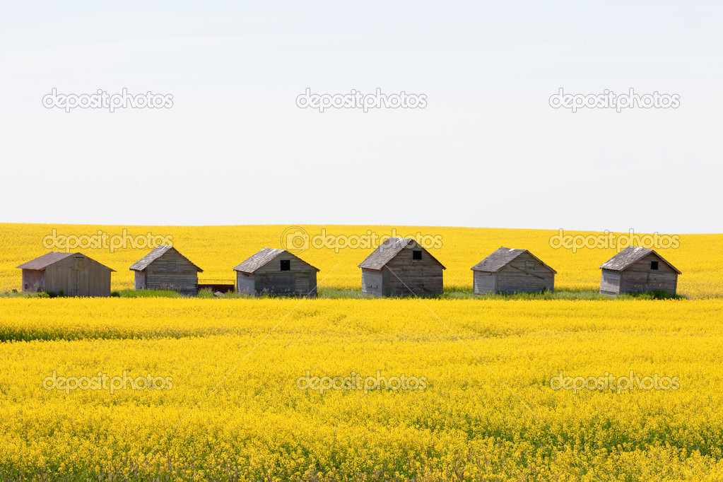 Farm huts canola field agriculture landscape
