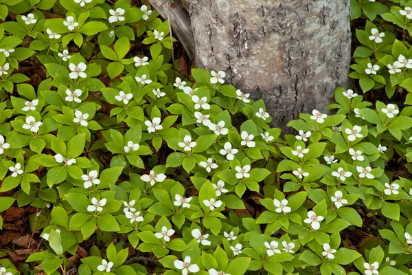 Bunchberry kwiaty cornus canadensis tajga drzewo — Zdjęcie stockowe