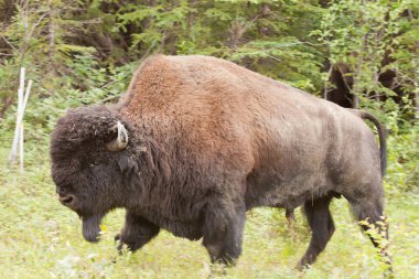 Male wood buffalo Bison bison athabascae walking clipart