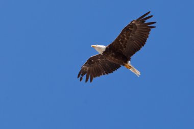 Yetişkin kel kartal haliaeetus leucocephalus yükselen