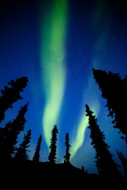 Yukon Tayga Ladin Kuzey ışıkları aurora borealis