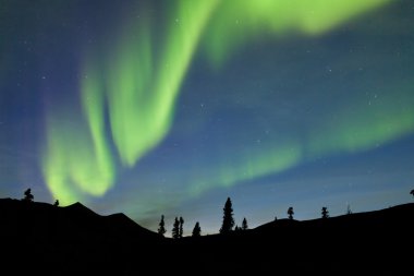 Yukon Tayga Ladin Kuzey ışıkları aurora borealis