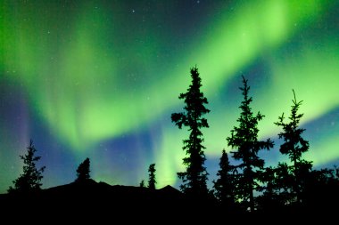 Yukon Tayga Ladin Kuzey ışıkları aurora borealis