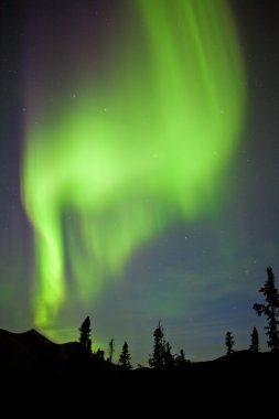 Yukon taiga spruce Northern Lights Aurora borealis clipart