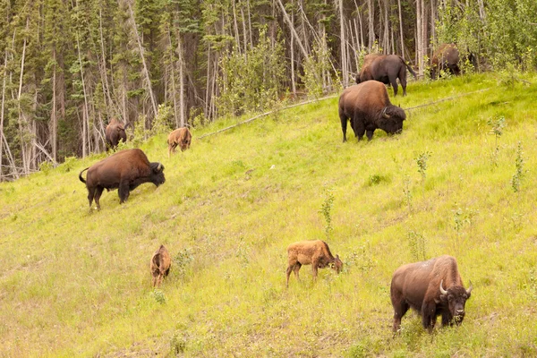 Wood buffalo Bison bison athabascae herd grazing — Stock Photo, Image