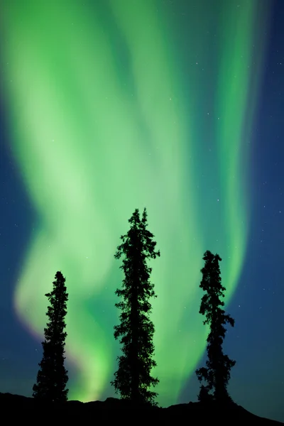 Yukon Taiga Fichte Nordlichter Polarlicht borealis — Stockfoto