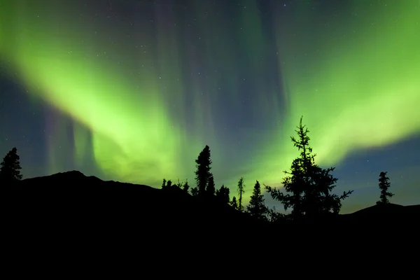 Yukon taiga abeto Northern Lights Aurora boreal — Fotografia de Stock
