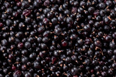taze Siyah frenk üzümü böğürtlen rubus hudsonianum