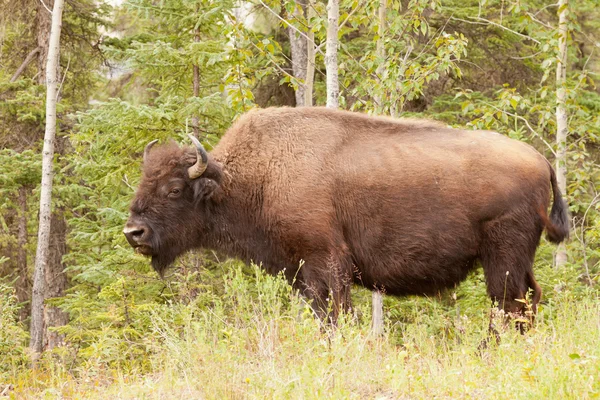 Búfalo macho de madera bisonte bisonte athabascae pastoreo —  Fotos de Stock