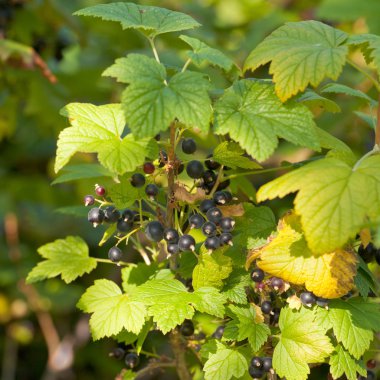 Rubus hudsonianum olgun vahşi Kuzey Siyah frenk üzümü