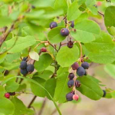 Ripe Saskatoon Berries Amelanchier alnifolia clipart