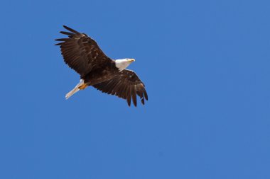 yükselen Amerikan kel kartal