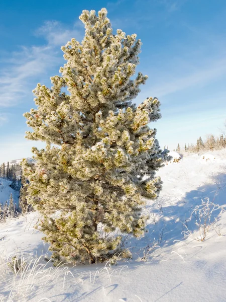 Hoar frost covered pine tree winter snow landscape — Stock Photo, Image