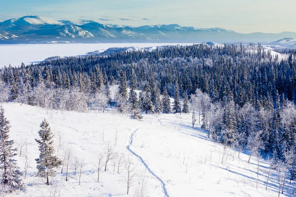 Sneeuwschoentrails taiga trail landschap yukon t canada — Stockfoto