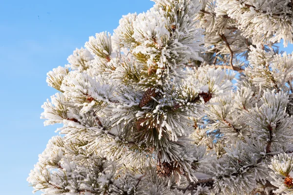 Winter Kiefer Detail Raureif Frost Schnee bedeckt — Stockfoto