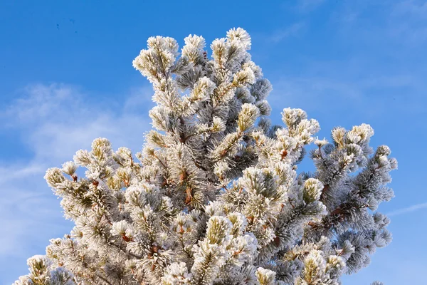 Winter pine tree detail hoar frost snow covered — Stock Photo, Image