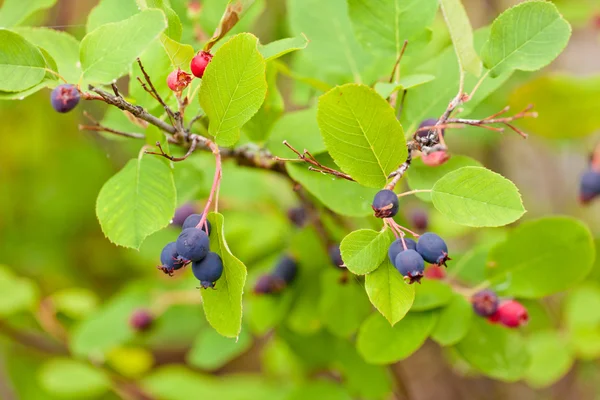 Спелые голубые ягоды саскатуна Amelanchier alnifolia — стоковое фото