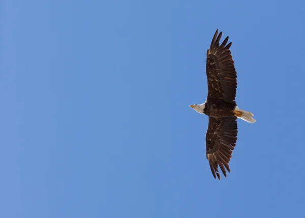 Αμερικανική φαλακρός αετός πετώντας στα ύψη — Φωτογραφία Αρχείου
