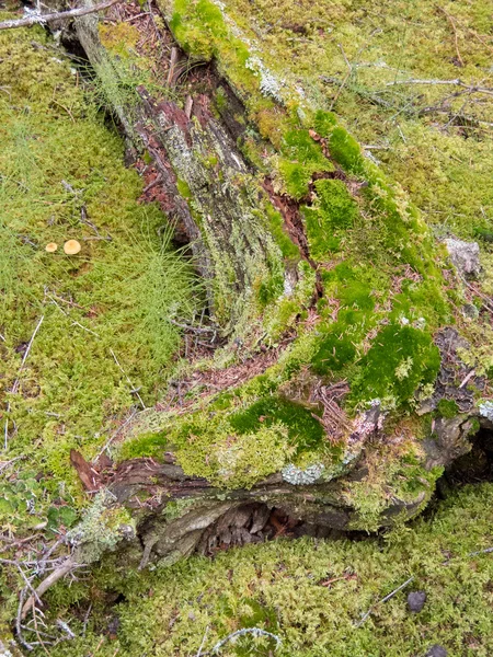 Gamla ruttnande lavar mossa täckt taiga trädstam — Stockfoto