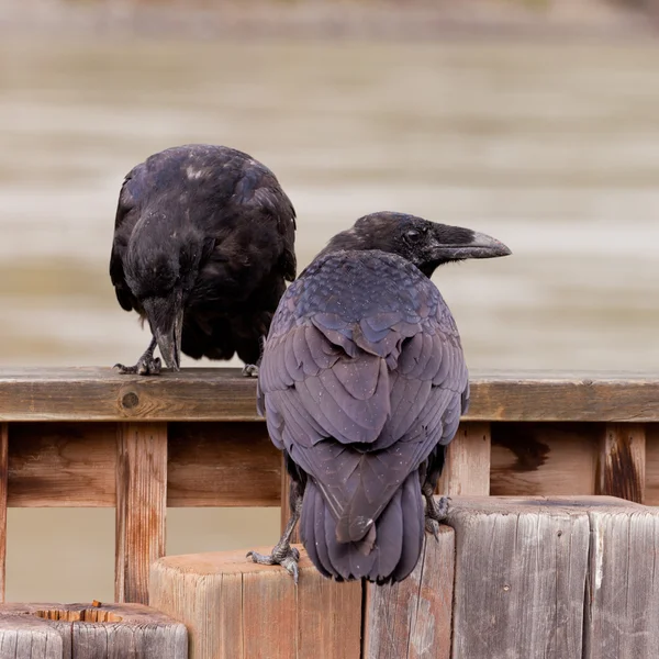 Due corvi comuni Corvus corax che interagiscono — Foto Stock