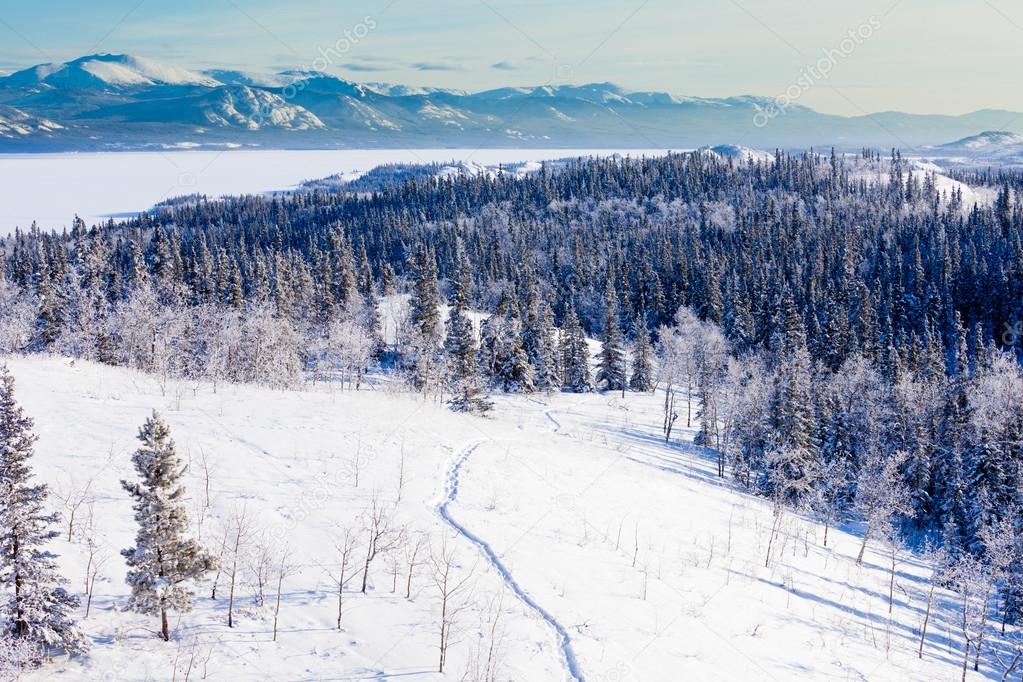 Snowshoe taiga trail landscape Yukon T Canada