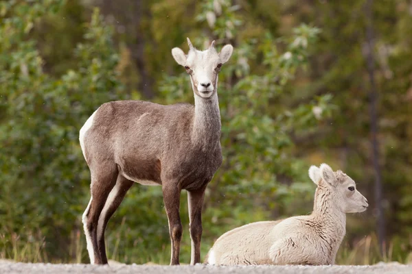 Dois jovens ovelhas de pedra Ovis dalli stonei assistindo — Fotografia de Stock