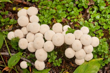 Common Puffball mushrooms Lycoperdon perlatum clipart